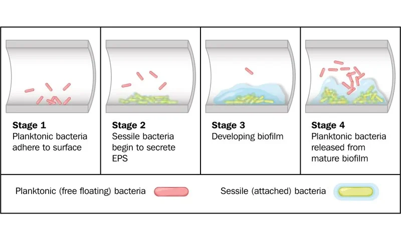 biofilm stages