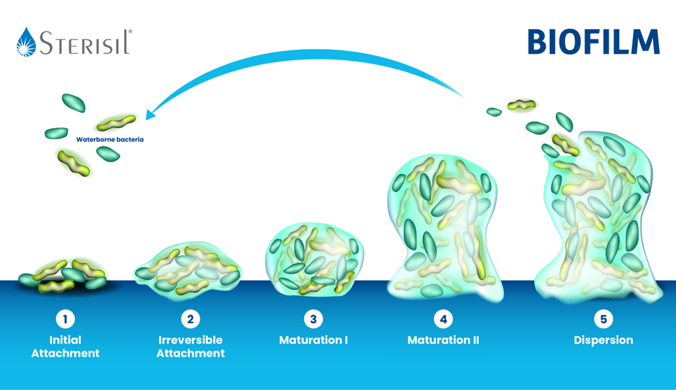 Infographic showing how biofilm forms